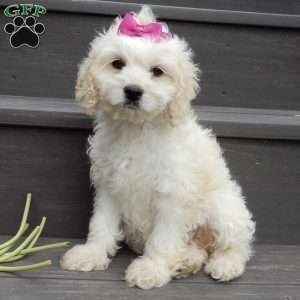 Scarlet, Cockapoo Puppy